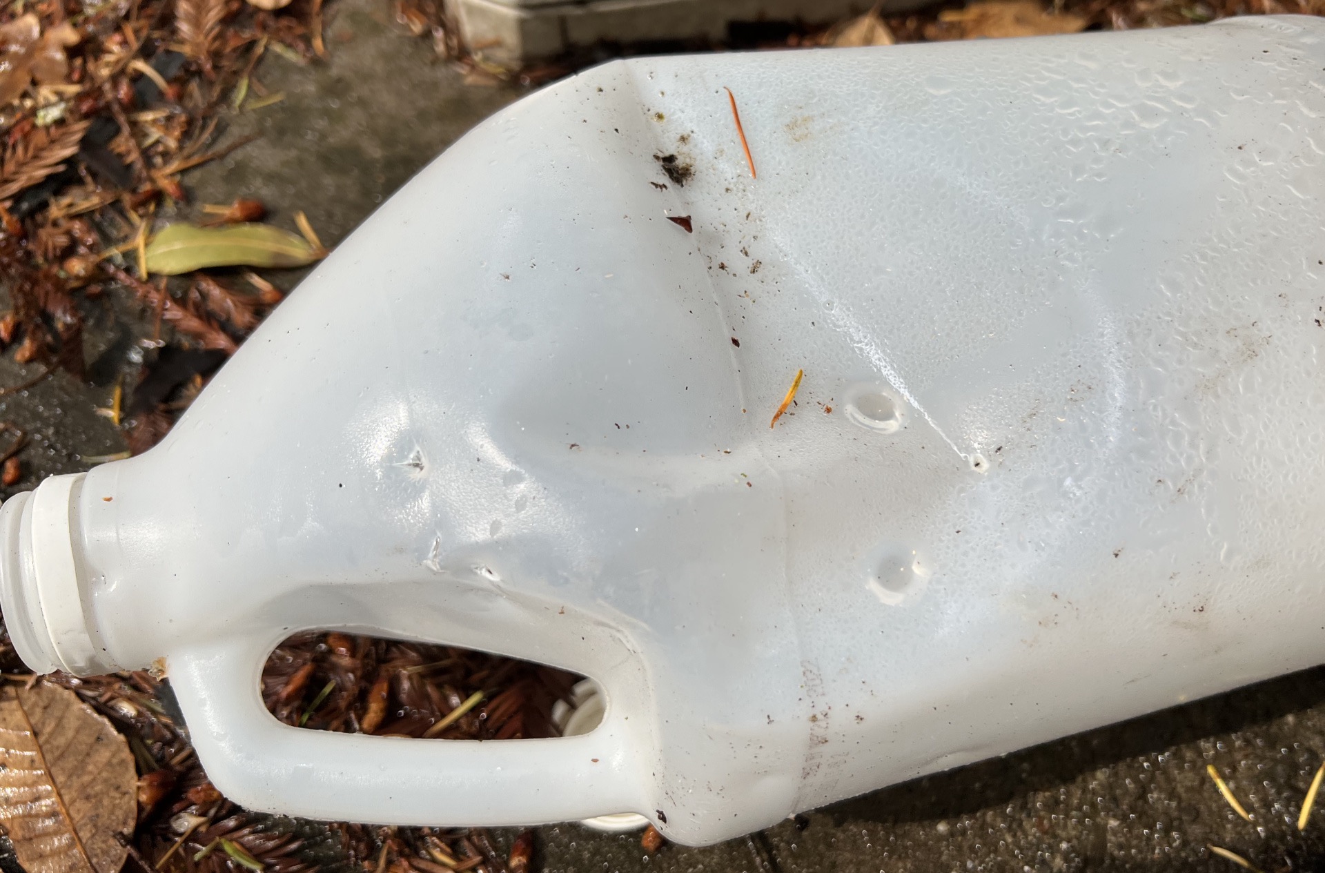 California black bear (Ursus americanus californiensis) Trout's Notes