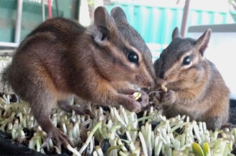 Sonoma chipmunks