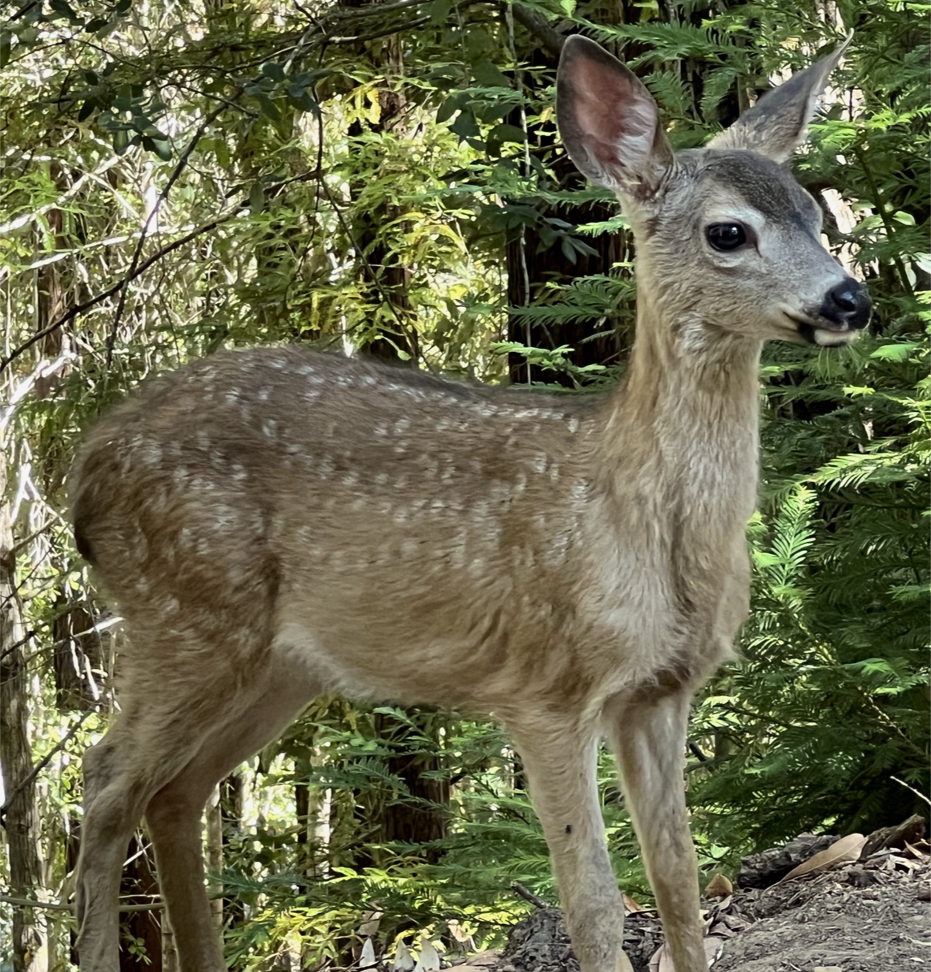 Odocoileus hemionus columbianus Trout's Notes
